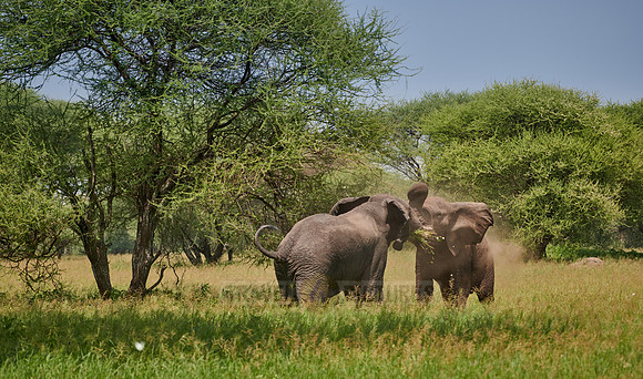 fighting elephant bulls