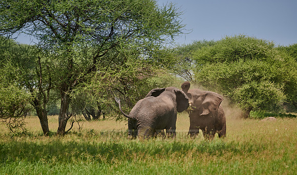 fighting elephant bulls