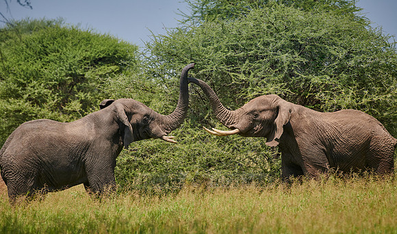 fighting elephant bulls