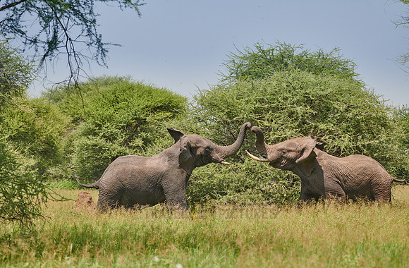 fighting elephant bulls