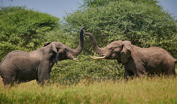 fighting elephant bulls
