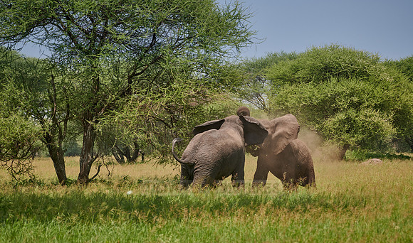 fighting elephant bulls
