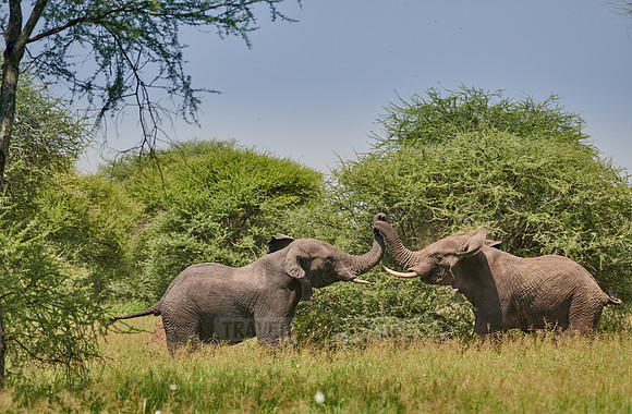 fighting elephant bulls