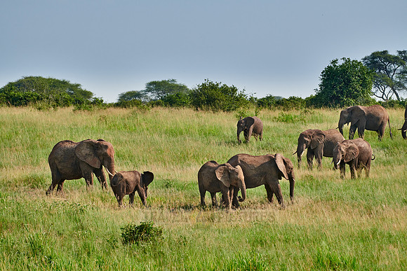 herd of African bush elephants