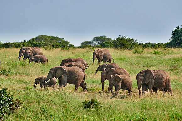 herd of African bush elephants