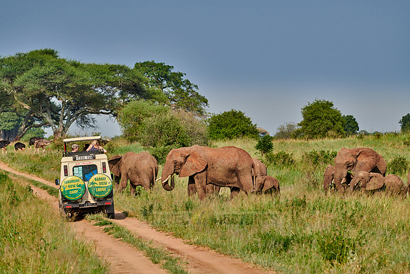 herd of African bush elephants at safari vehicle