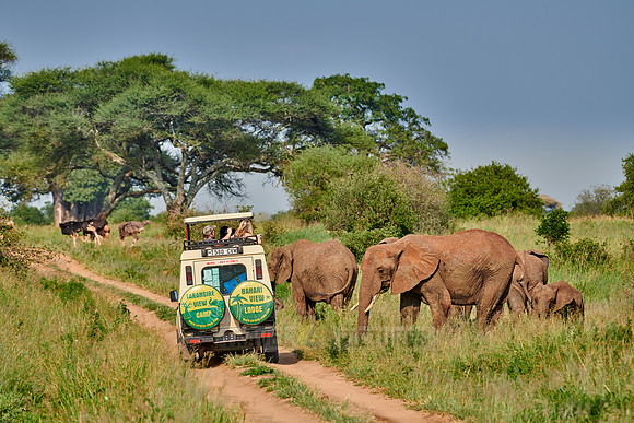 herd of African bush elephants at safari vehicle