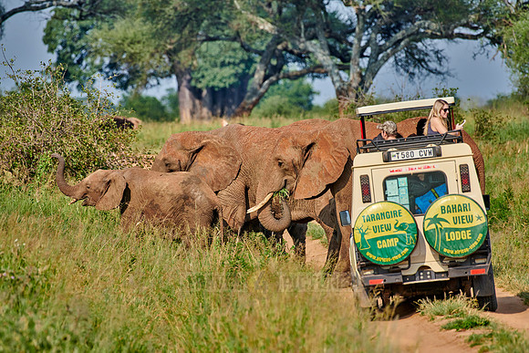 herd of African bush elephants at safari vehicle