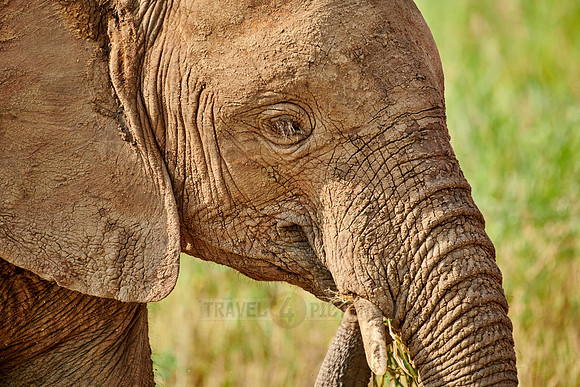 African bush elephants