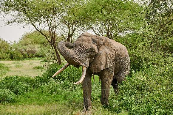 aggressive African bush elephant