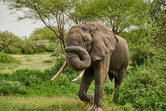 aggressive African bush elephant