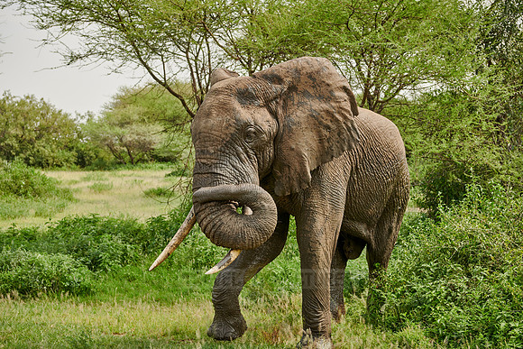 aggressive African bush elephant