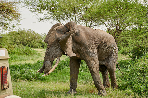 aggressive African bush elephant