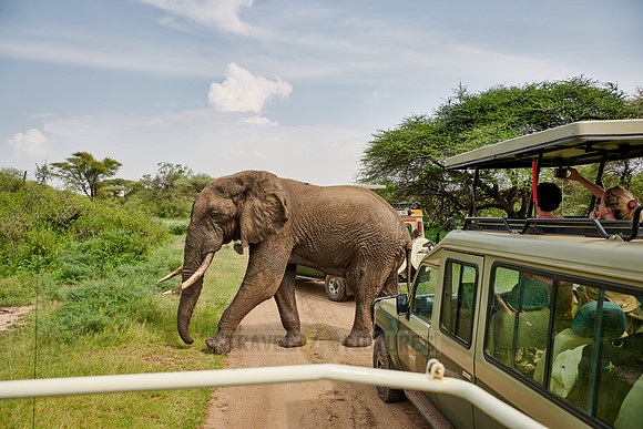 African bush elephants