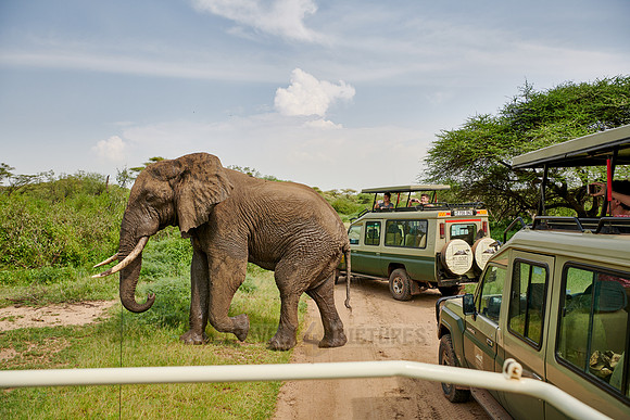 African bush elephants