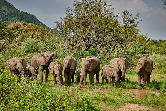 herd od African bush elephants