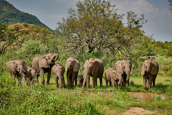 herd od African bush elephants