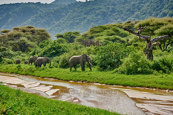 herd od African bush elephants