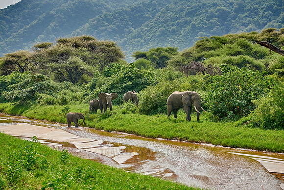 herd od African bush elephants
