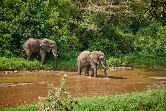 herd od African bush elephants