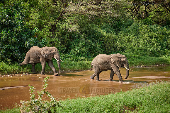 herd od African bush elephants