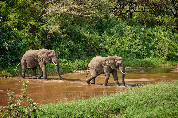 herd od African bush elephants