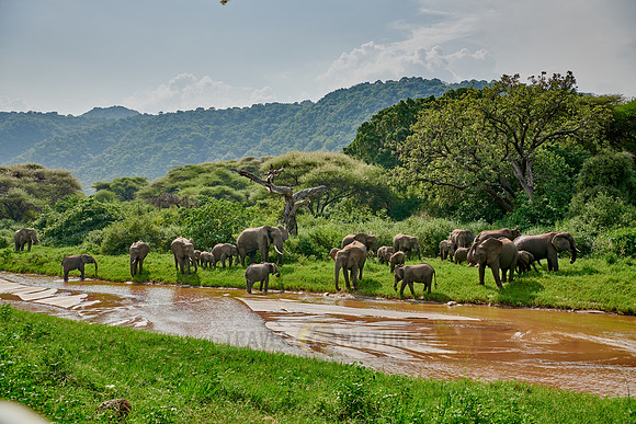 herd od African bush elephants