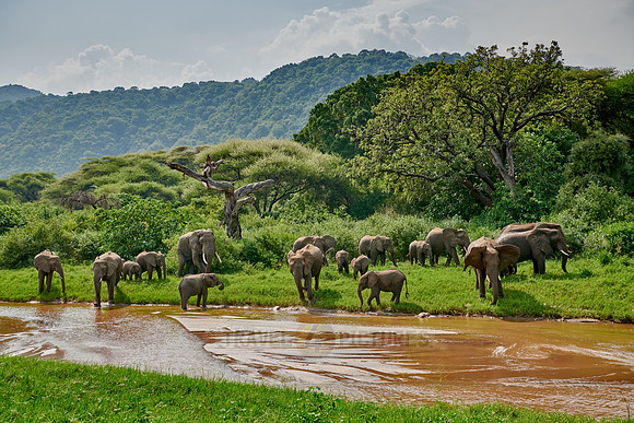 herd od African bush elephants