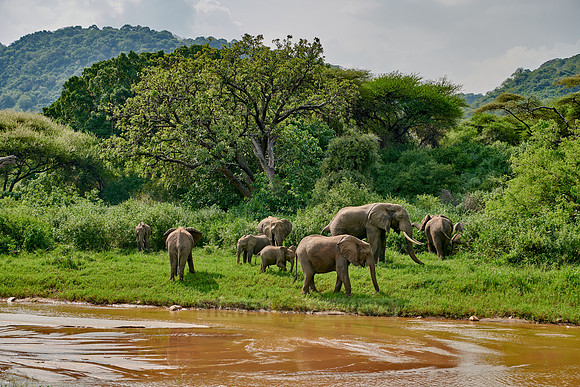 herd od African bush elephants