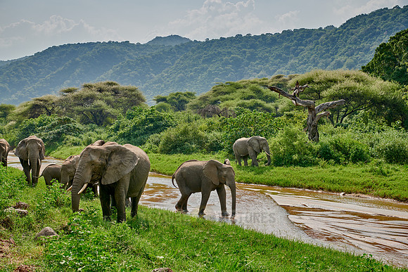 herd od African bush elephants