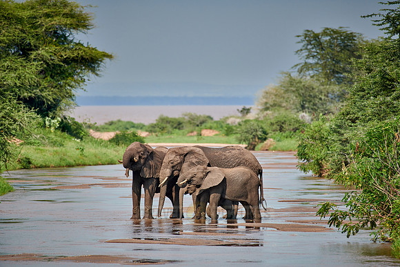 herd od African bush elephants