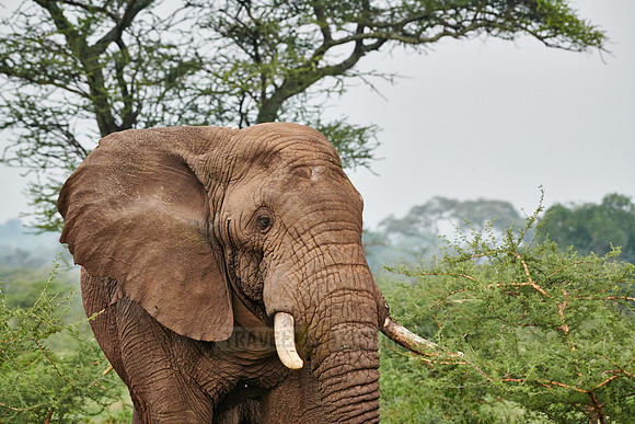 African bush elephant