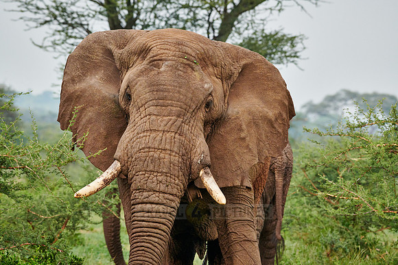 African bush elephant