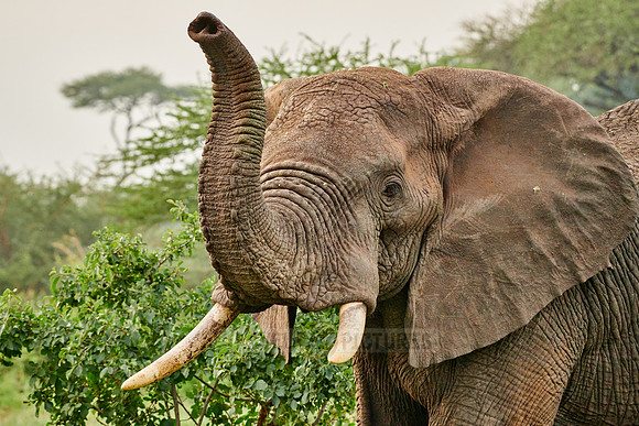 African bush elephant
