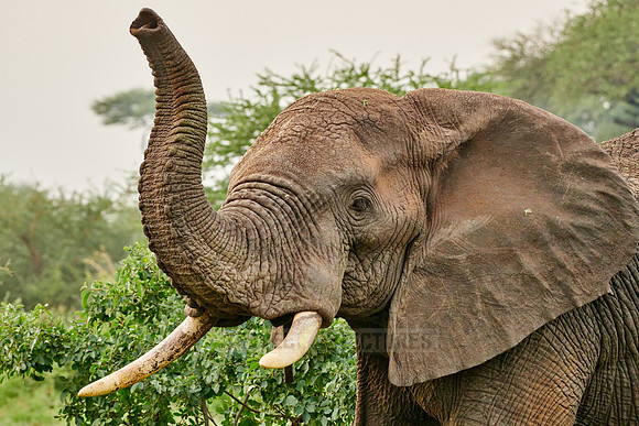 African bush elephant