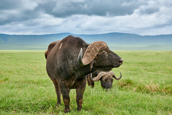 African buffalo or Cape buffalo (Syncerus caffer)