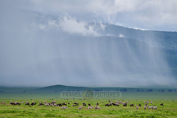Crater landscape with rain clouds and herd of wildebeest and zebras