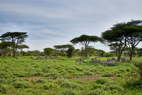herd of  plains zebra (Equus quagga)
