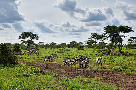herd of  plains zebra (Equus quagga)