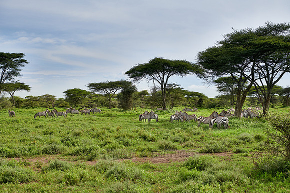 herd of  plains zebra (Equus quagga)