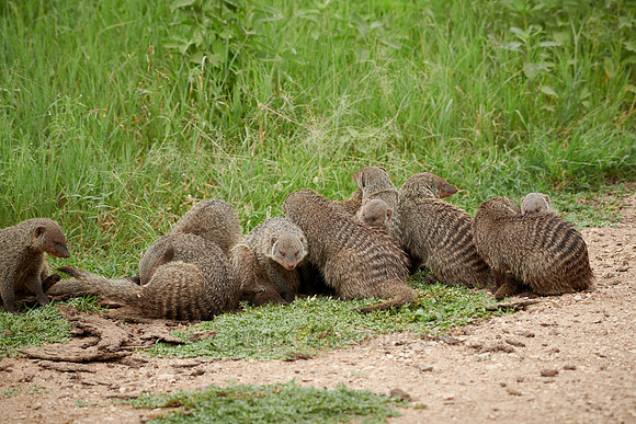 pack of Banded mongoose, Mungos mungo