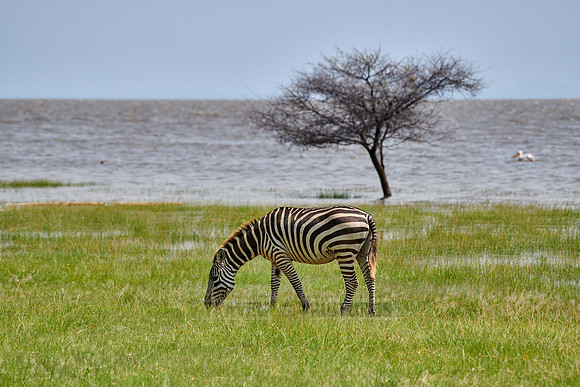 plains zebra (Equus quagga) grassing at Lake Manyara