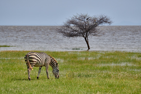 plains zebra (Equus quagga) grassing at Lake Manyara