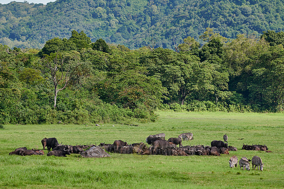 herd of African buffalo or Cape buffalo (Syncerus caffer) and Zebras