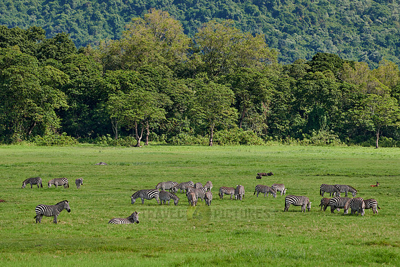 herd of  plains zebra (Equus quagga)