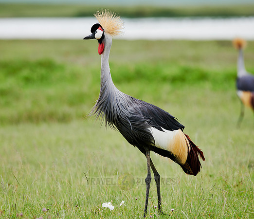 grey crowned crane (Balearica regulorum)
