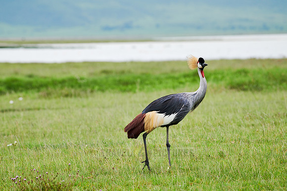 grey crowned crane (Balearica regulorum)