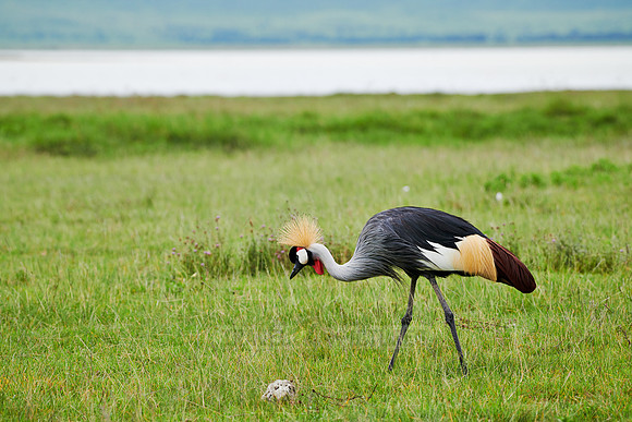 grey crowned crane (Balearica regulorum)