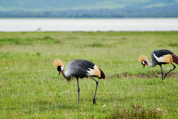 grey crowned crane (Balearica regulorum)