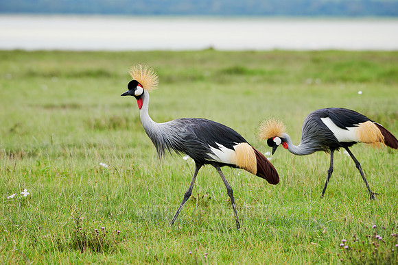 grey crowned crane (Balearica regulorum)